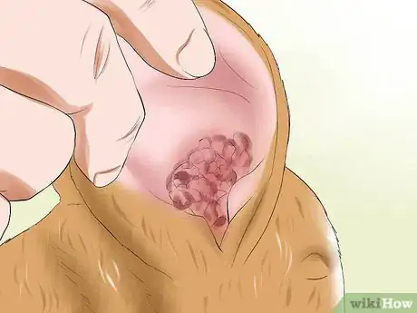 Image titled Treat Ear Mites in Rabbits Step 2