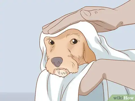 Image titled Groom a Wirehaired Dachshund Step 12