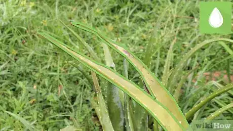 Image titled Plant Aloe Vera Step 13