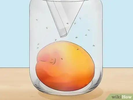 Image titled Get Rid of Fruit Flies Step 2Bullet1