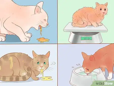 Image titled Know if Your Cat Is Sick Step 19