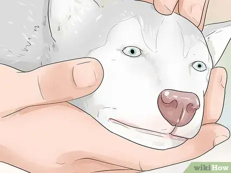 Image titled Train and Care for Your New Siberian Husky Puppy Step 1