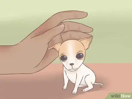 Image titled Care for Your Chihuahua Puppy Step 7