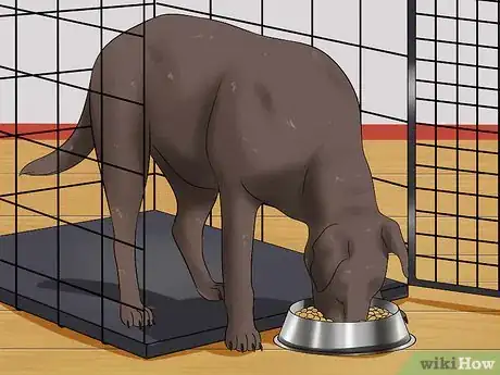 Image titled Prevent a Dog from Defecating in its Crate Step 2