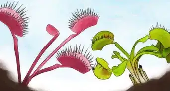 Grow a Venus Flytrap