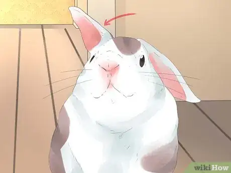 Image titled Understand Your Rabbit Step 13