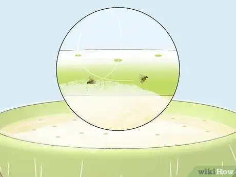 Image titled Get Rid of Fruit Flies Step 1Bullet1