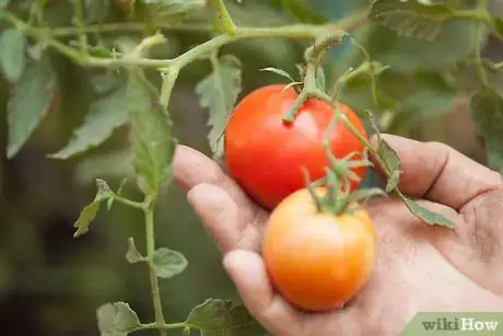 Image titled Save Tomato Seeds for Next Year Step 1