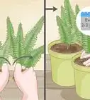 Grow Fern Indoors