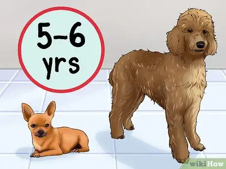 Image titled Know when to Stop Breeding a Female Dog Step 2