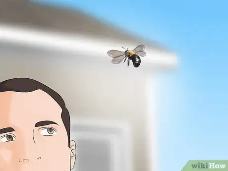 Image titled Identify Carpenter Bees Step 7