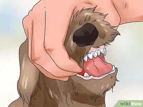 Image titled Determine Your Dog's Age By Its Teeth Step 5