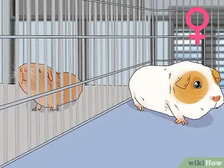 Image titled Neuter a Guinea Pig Step 14