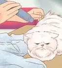 Groom a Persian Cat