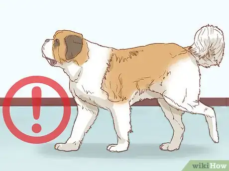 Image titled Care for a Saint Bernard Step 13