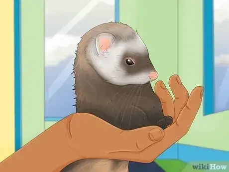 Image titled Decide if a Ferret Is the Right Pet for You Step 1