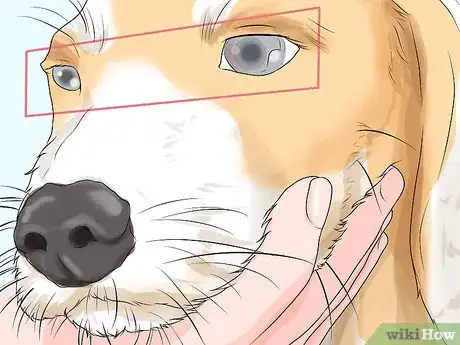 Image titled Determine if Your Dog Has Passed Away Step 3