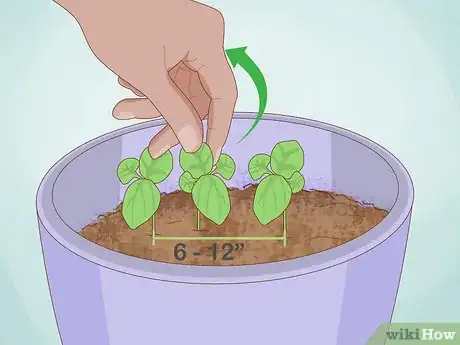 Image titled Grow Basil Indoors Step 13