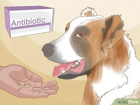 Image titled Diagnose and Treat Your Dog's Itchy Skin Problems Step 19