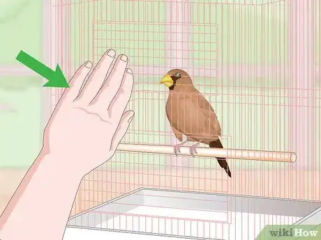 Image titled Bond with Pet Finches Step 11