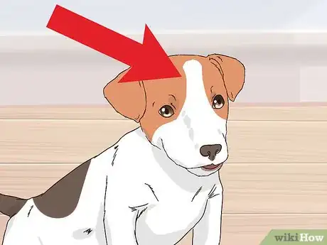 Image titled Choose a Jack Russell Puppy Step 5