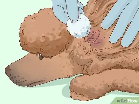 Image titled Clean Poodle Ears Step 4