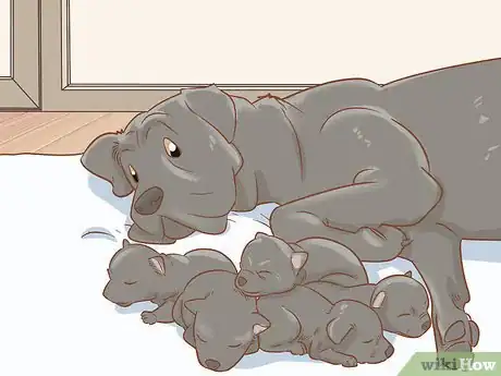 Image titled Breed Cane Corso Step 15