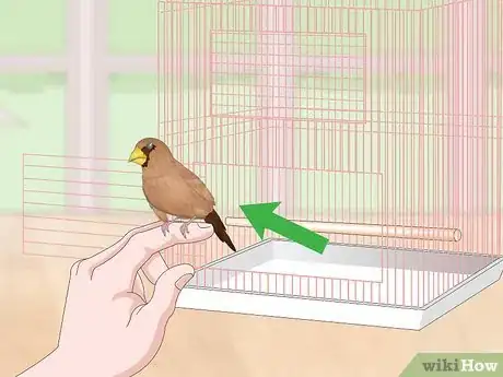 Image titled Bond with Pet Finches Step 16