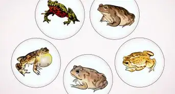 Care for a Toad