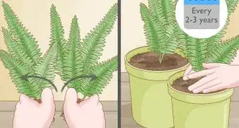 Grow Fern Indoors