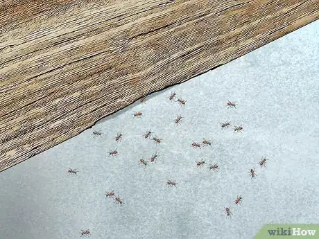 Image titled Kill Carpenter Ants Step 2