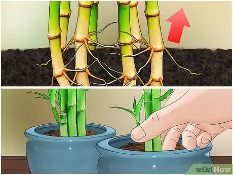 Image titled Care for an Indoor Bamboo Plant Step 10