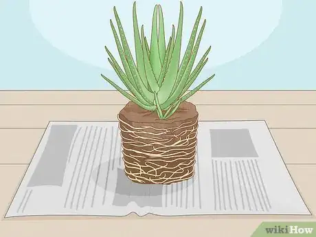 Image titled Transplant Aloe Vera Step 8