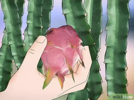 Image titled Tell if a Dragon Fruit Is Ripe Step 4