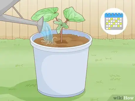 Image titled Grow Okra in Pots Step 7