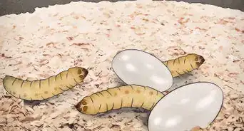 Breed Waxworms