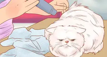 Groom a Persian Cat