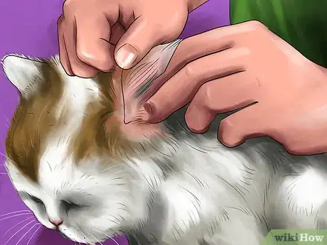 Image titled Take Care of a Turkish Angora Step 3