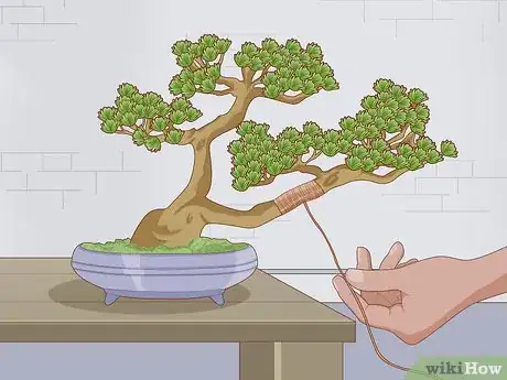 Image titled Grow and Care for a Bonsai Tree Step 10