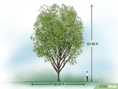 Image titled Identify Common Species of Maple Trees Step 17