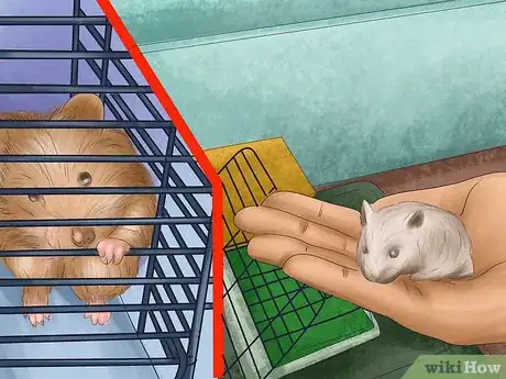 Image titled Take Care of a Hamster That is Giving Birth Step 4