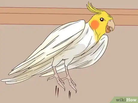 Image titled Understand Cockatiel Gestures Step 11