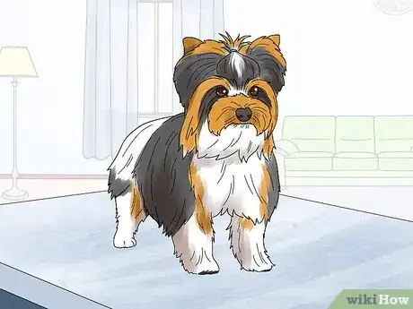 Image titled Identify a Biewer Terrier Step 11