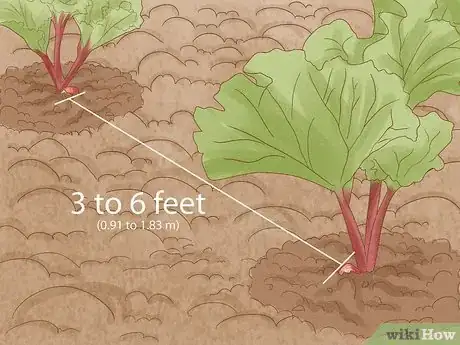 Image titled Divide Rhubarb Plants Step 13