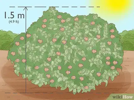 Image titled Grow Lantana Plants Step 6