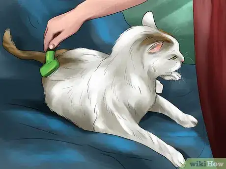 Image titled Take Care of a Turkish Angora Step 1