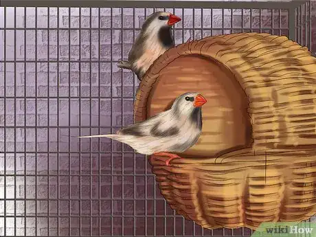 Image titled Raise Zebra Finches Step 21