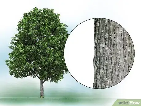 Image titled Identify Common Species of Maple Trees Step 23