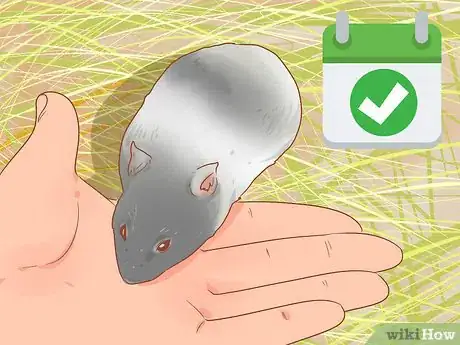 Image titled Pick up a Hamster for the First Time Step 15