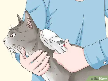 Image titled Know if a Cat Is a Stray Step 11